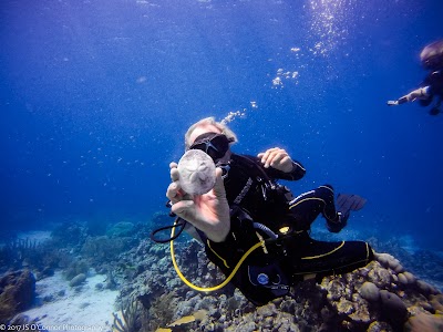 Photos of Palm Beach Divers Aruba