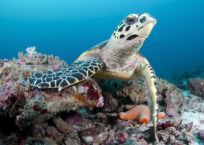 Photos of Emperor Divers