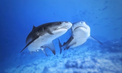 Photos of Pelagic Divers Fuvahmulah