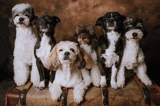 Little Black Dog Pet Spa