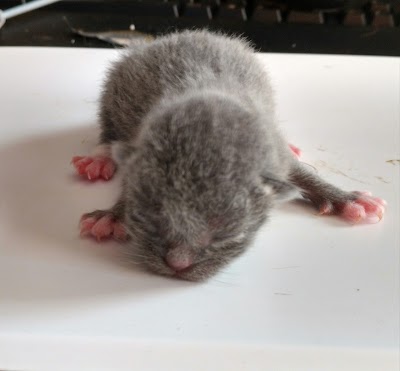 Photos of Tier&auml;rztliche Praxis Siedlung Tann