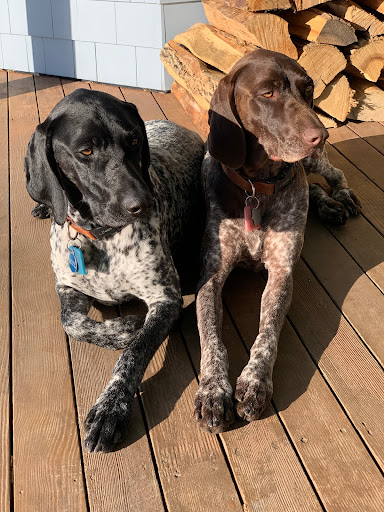 Boothbay Animal Hospital - Thumbnail