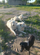 Les bergers de lulu à Maisontiers