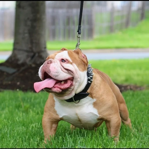 Baltimore Bred Bullies, LLC. - Thumbnail