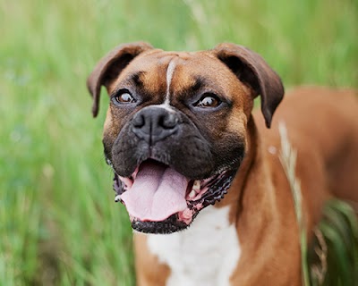 Photos of Crow Hill Pet Hospital