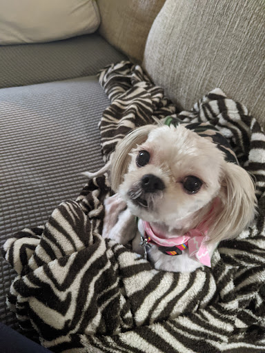 Lisa's Expert Care Dog Grooming - Thumbnail
