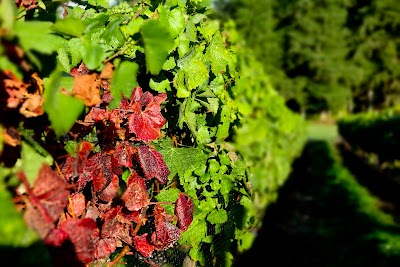 Stavalaura Vineyard