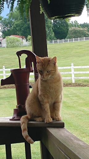 Butler County Animal Shelter - Thumbnail