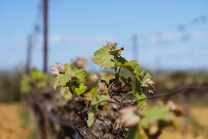 Photo n°2 de Domaine Parpalhòl à Corneilhan (Vignoble)