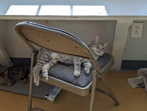 Oktibbeha County Humane Society - Starkville Animal Shelter Gallery - United States