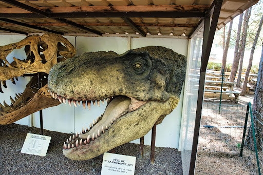 Musée des Dinosaures - Thumbnail