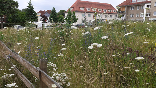 Blühwiese/Belüftungsschneise - Thumbnail