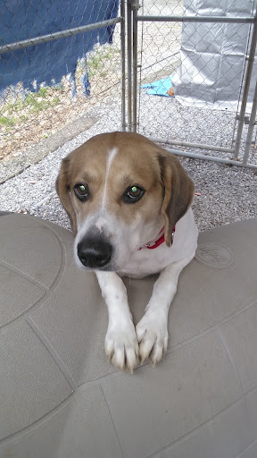 Lakeville Animal Shelter - Thumbnail