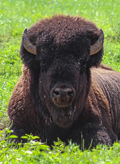 Photos of Big Bone Lick State Historic Site