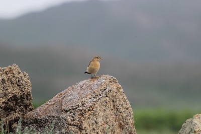 Photos of Khogno Tarna
