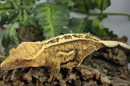 Electro Geckos - Visual