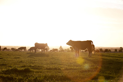 Vital Origin | Organ Supplements Australia