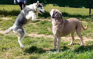 Photo n°19 de Anima-Pension pour animaux Challuy à Challuy (Pension pour chiens)