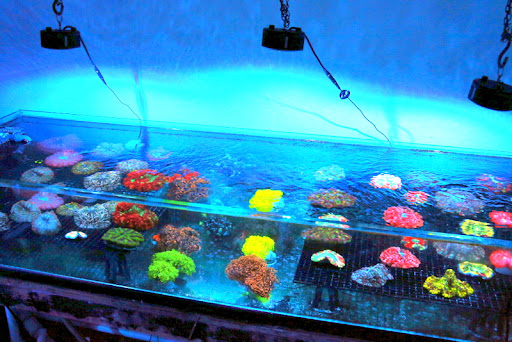 Extreme Corals - Visual