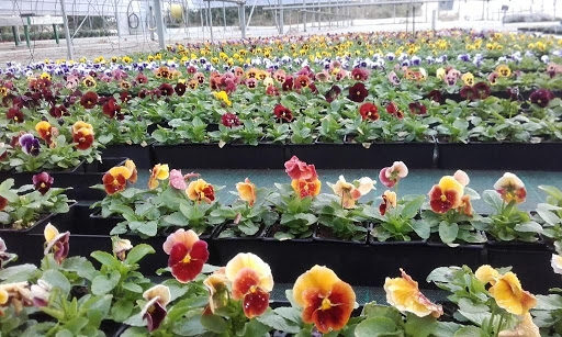 Photo de Serres Des Pierrières EARL