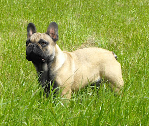 Photo n°22 de Elevage du Domaine d'Ushuaia et de Samojeal à Val en Vignes (Éleveur de chats)