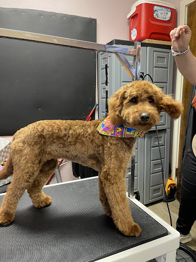 Cheap Shots, Second to None Pet Services - Veterinarian & Animal Hospital Gallery - United States