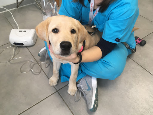 Centro Veterinario Cornaredo - Thumbnail