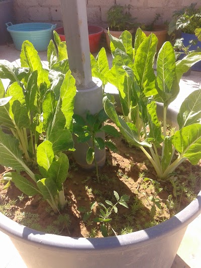 Photos of جردينة المقاوبه