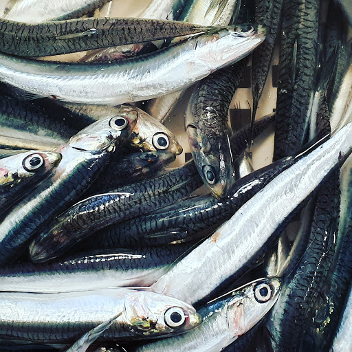 Pescheria Corbacio - Visual