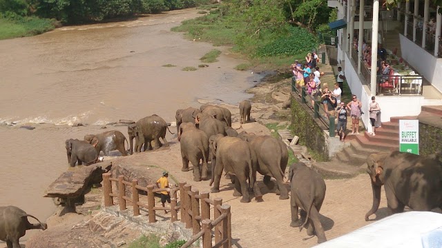 Pinnawala Elephant Orphanage