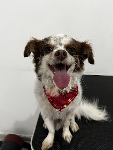 Veterinaria y estética canina BacaDog