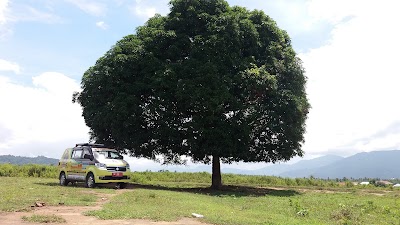 Photos of Pohon Hitz
