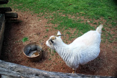Photos of Horne Creek Living Historical Farm