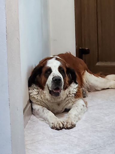 Ambulatorio Veterinario Cerchione Dr. Pierpaolo