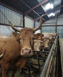 Photo n°3 de Ferme Burubeltx à Urepel (Fromagerie)