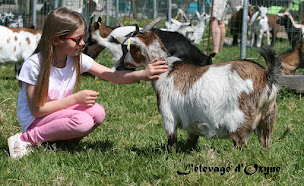 Photo n°2 de L'élevage d'Oxyne chèvres miniatures à Zouafques (Éleveur)