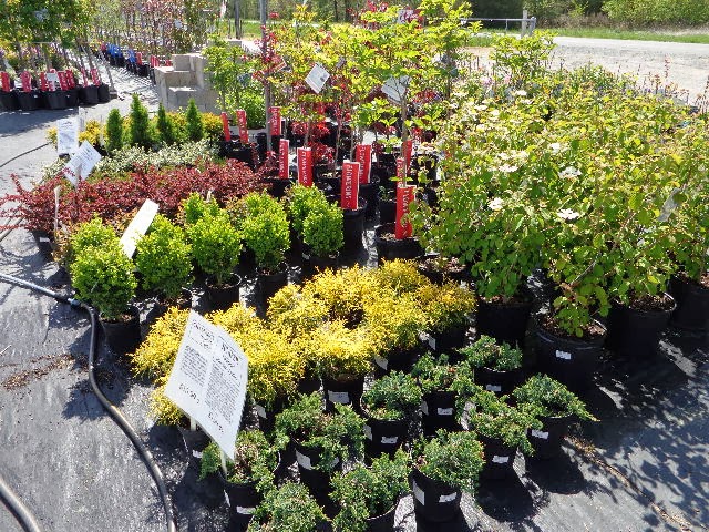 Sunnyside Greenhouses