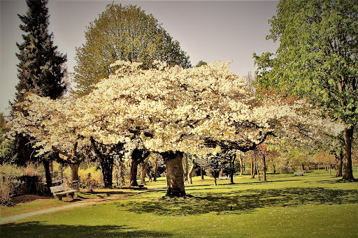 Stadtgarten Bad Honnef
