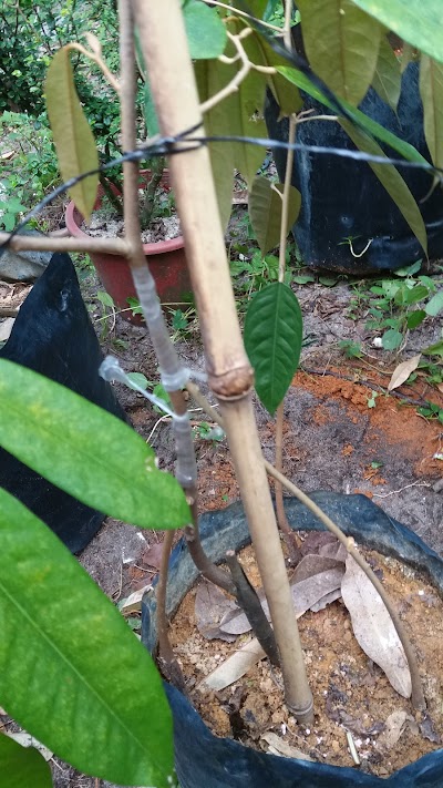 Fatt Coy Seafood Supply , Perak(+60 12-428 1640) , Malaysia