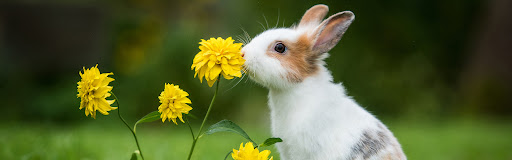 Bunny Bistro