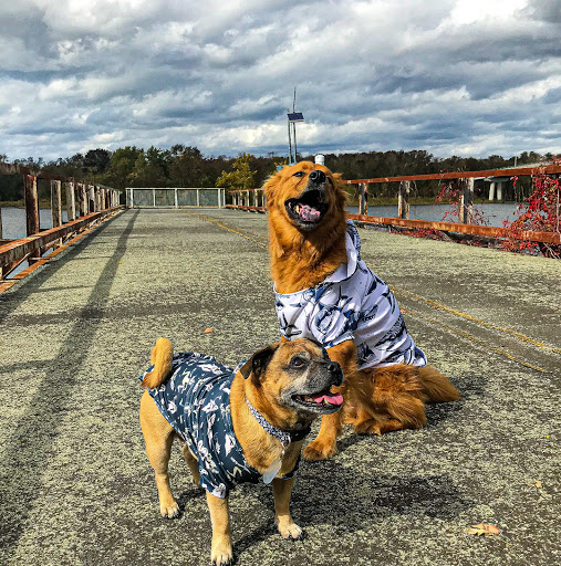 BadDoggo - Visual