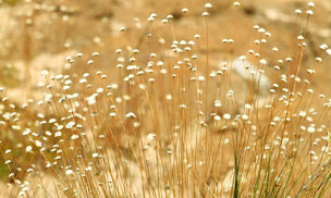 Photo n°6 de L'Or végétal à Sarlat-la-Canéda (Bijouterie)