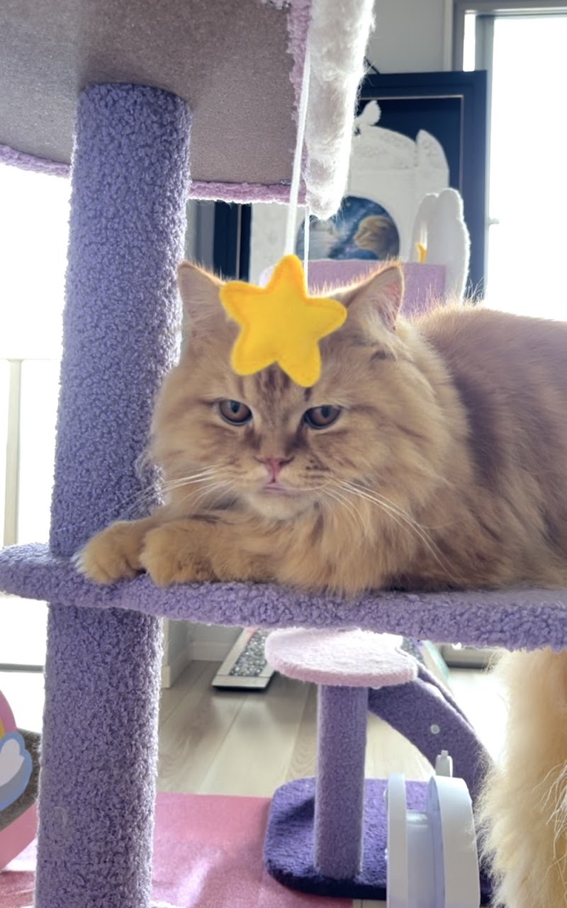 ペットシッターパウパル