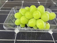 DOG RUN新富（KOYUファーム