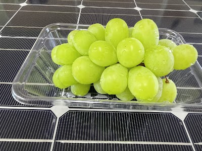 DOG RUN新富（KOYUファーム