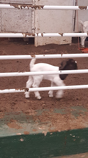 Collinsville Livestock Sales - Thumbnail