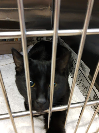 Ardmore Animal Care Inc - United States