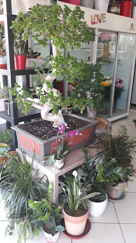 Comentarii opinii despre The Rose flowers & feelings