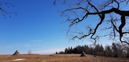 Piramīdas, Dižgari