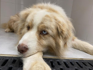 Photo n°4 de Clinique Vétérinaire de l'Epine à Cognin (Clinique vétérinaire)